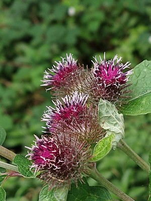 photo of Lesser Burdock