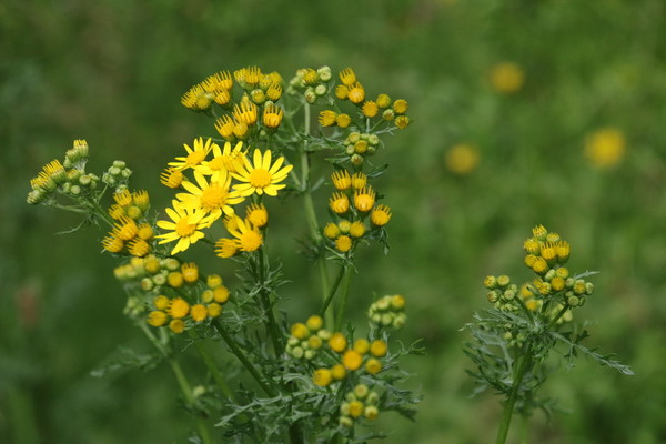 photo of Ragwort