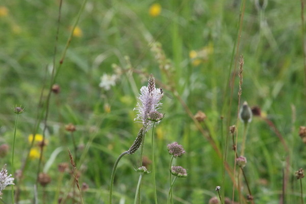 photo of Hoary Plantain