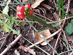 photo of Italian Arum