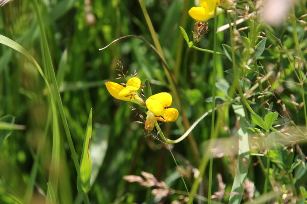 photo of Bird's Foot Trefoil