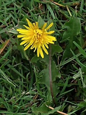 photo of Dandelion