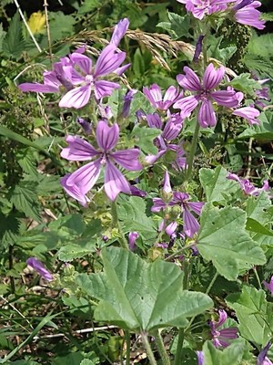 photo of Common Mallow