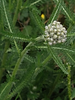 photo of Yarrow