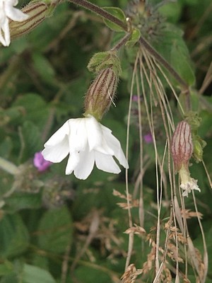 photo of White Campion