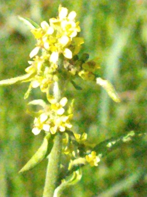 photo of Hedge Mustard
