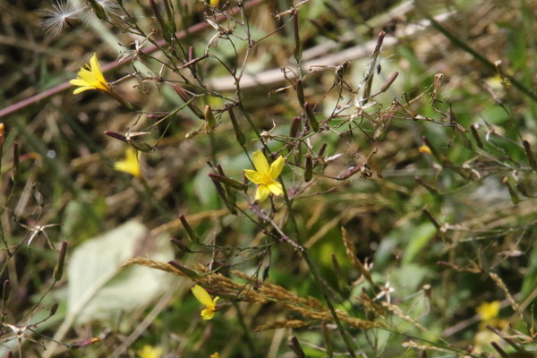 photo of Wall Lettuce