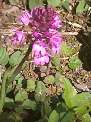 photo of Pyramidal Orchid
