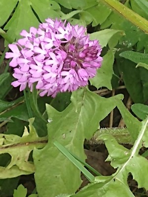 photo of Pyramidal Orchid