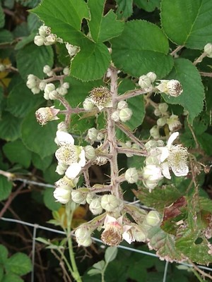photo of Elm Leaved Bramble
