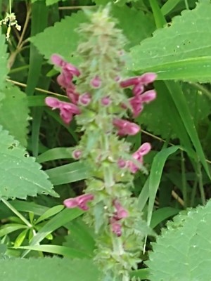 photo of Hedge Woundwort