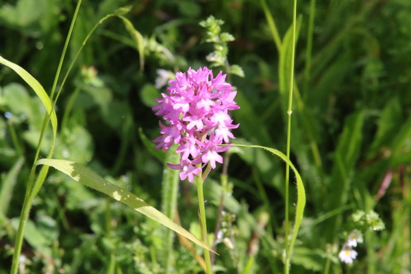 photo of Pyramidal Orchid