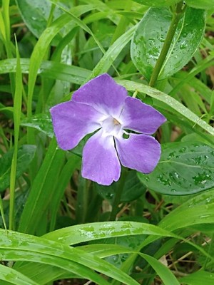 photo of Greater Periwinkle
