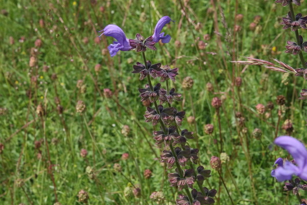 photo of Meadow Clary