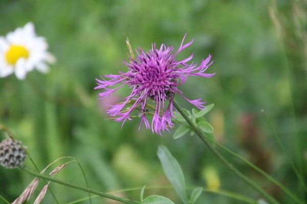 photo of Greater Knapweed