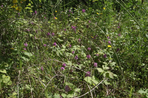 photo of Pyramidal Orchid