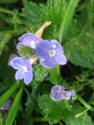 photo of Germander Speedwell