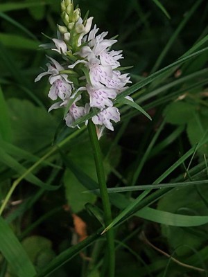 photo of Common Spotted Orchid