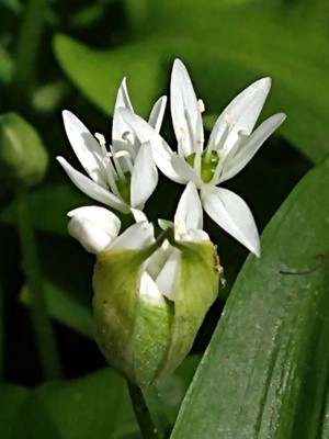 photo of Ramsons