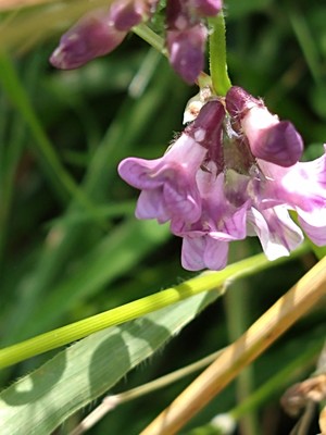 photo of Bush Vetch