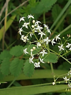 photo of Hedge Bedstraw