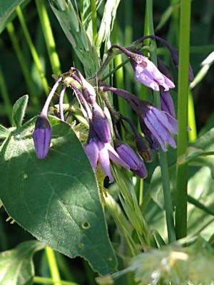 photo of Bittersweet