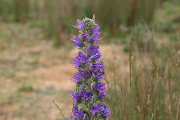 photo of Vipers Bugloss