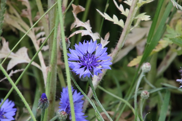 photo of Cornflower