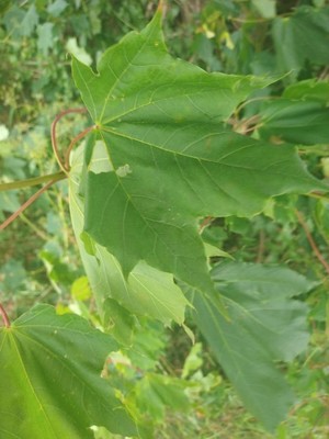 photo of Norway Maple