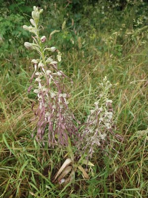 photo of Lizard Orchid