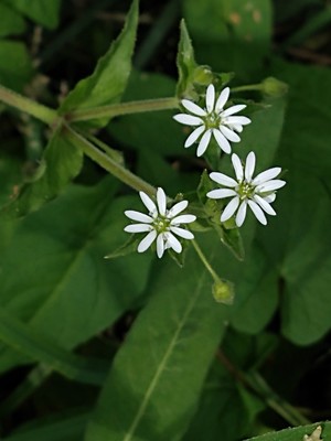 photo of Water Chickweed