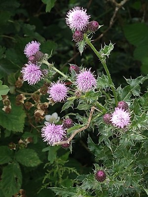photo of Creeping Thistle