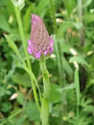 photo of Pyramidal Orchid