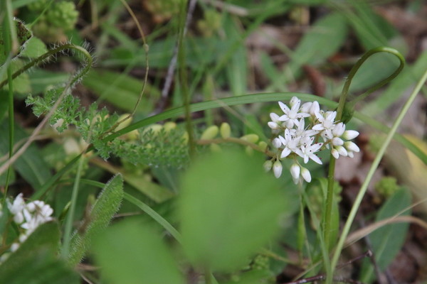 photo of White Stonecrop