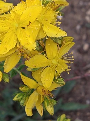 photo of Perforate St. John's Wort