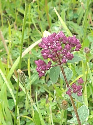 photo of Wild Marjoram