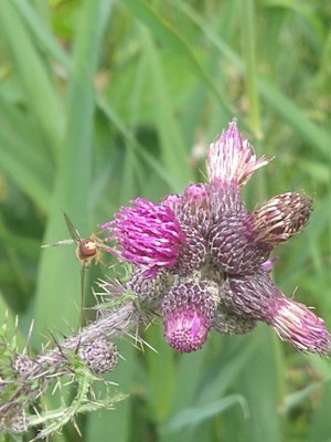 photo of Marsh Thistle