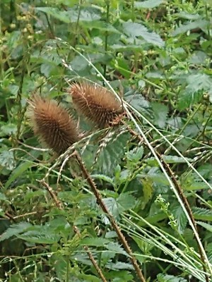 photo of Teasel