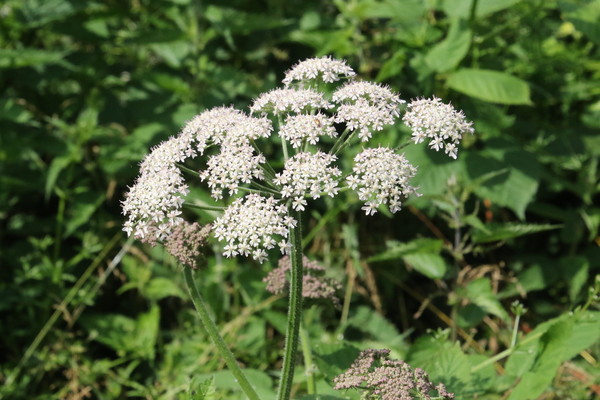 photo of Hogweed