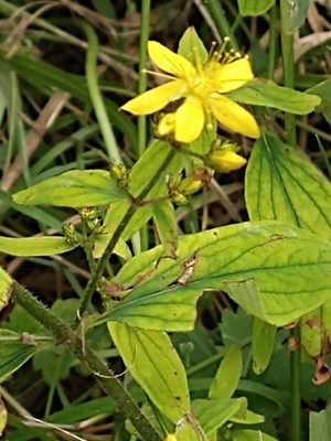 photo of Hairy St John's Wort