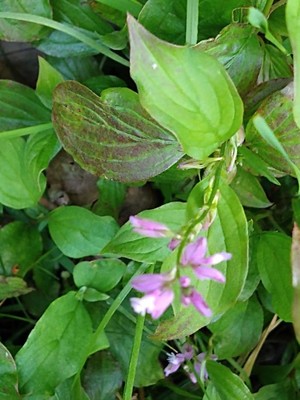 photo of Chalk Milkwort