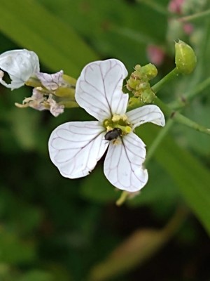 photo of Wild Radish