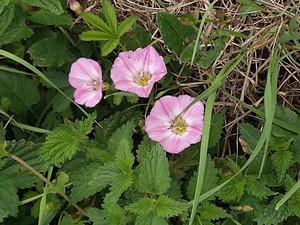 photo of Field Bindweed
