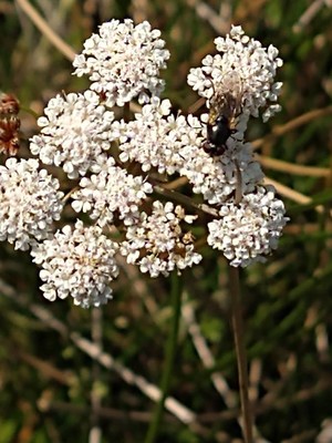 photo of Wild Carrot