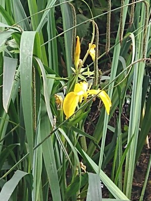 photo of Yellow Iris
