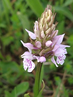photo of Common Spotted Orchid