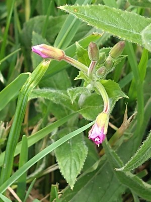 photo of Great Willowherb