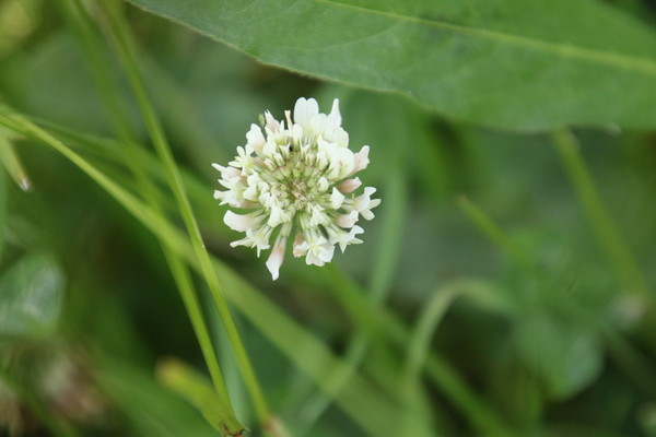 photo of White Clover