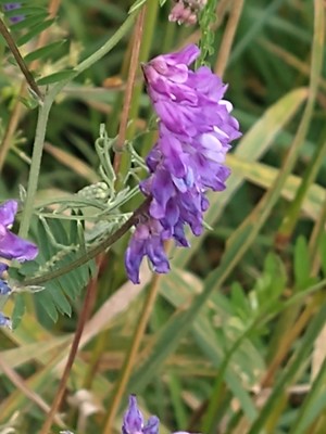 photo of Fodder Vetch