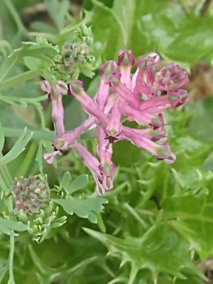 photo of Common Fumitory
